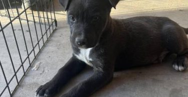 German Pit puppies available