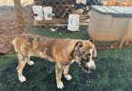 Bulario Mastiff puppies for Sale