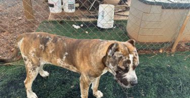 Bulario Mastiff puppies for Sale