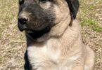 4 Anatolian Shepherd puppies for sale