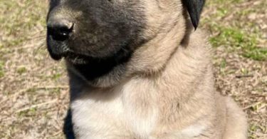 4 Anatolian Shepherd puppies for sale