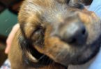 Full-blooded long-haired dachshund puppies for sale