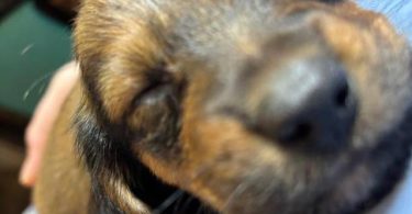 Full-blooded long-haired dachshund puppies for sale