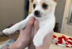 4 Jack Chi puppies for sale