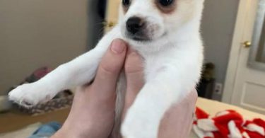 4 Jack Chi puppies for sale