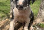 6 Catahoula leopard puppies for sale
