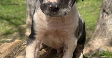 6 Catahoula leopard puppies for sale