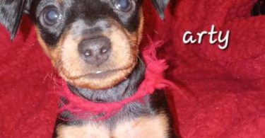5 Miniature Pinscher puppies for sale