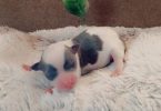 Teacup Chihuahua Litter