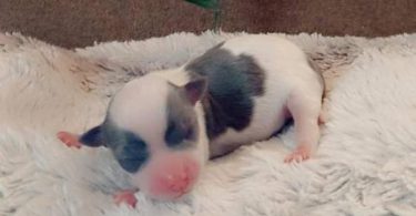 Teacup Chihuahua Litter