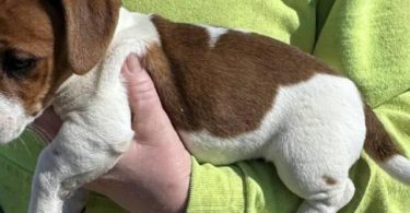 Purebred Jack Russell puppies for sale