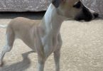 Beautiful fawn and brindle Whippet puppies