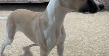 Beautiful fawn and brindle Whippet puppies