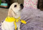 White Cream AKC Registered Labrador puppies for sale