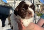 3 Purebred Shih Tzu puppies for sale