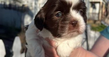 3 Purebred Shih Tzu puppies for sale