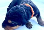 Registered Airedale puppies for sale