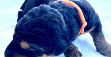 Registered Airedale puppies for sale