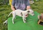 AKC Whippet puppies for sale