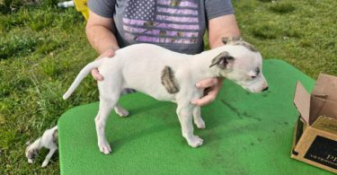 AKC Whippet puppies for sale