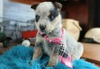 Blue heelers for sale