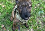 Oakley needs a loving home