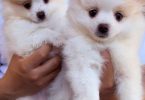 2 Little Pomeranian puppies for sale