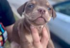American Bully puppies $500