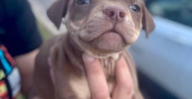 American Bully puppies $500