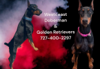 Westcoast Doberman and golden retrievers