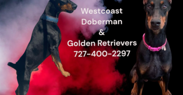 Westcoast Doberman and golden retrievers