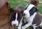 2 Purebred Pitbull puppies left