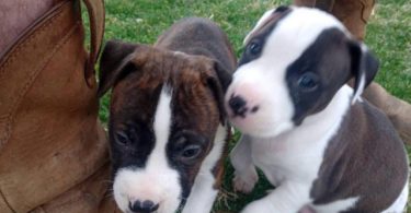2 Purebred Pitbull puppies left