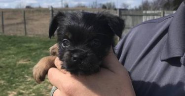 Brussels Griffon mix puppies small breed