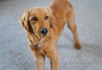 Golden Retriever Breeders Indiana: Bring Home Golden Sunshine