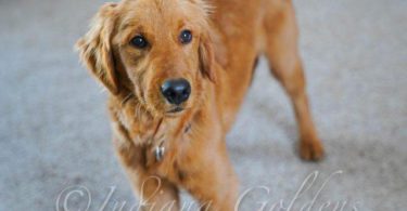 Golden Retriever Breeders Indiana: Bring Home Golden Sunshine