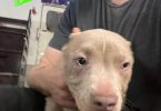 7 fawn-colored pit bull puppies for sale