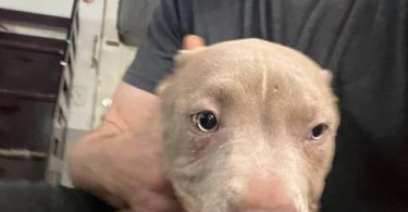 7 fawn-colored pit bull puppies for sale