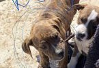 12 weeks old American Pitbull puppies