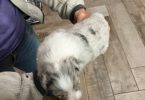 Blue Merle Aussie puppies for sale