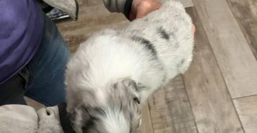 Blue Merle Aussie puppies for sale