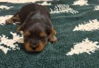 Purebred Yorkie puppies for sale