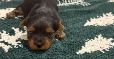 Purebred Yorkie puppies for sale