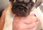 4 beautiful fawn Pug puppies for sale