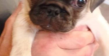 4 beautiful fawn Pug puppies for sale