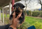 Unexpected Rottweiler puppies need a new home