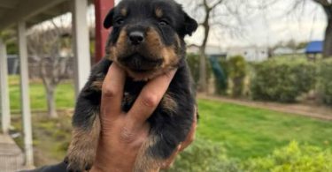 Unexpected Rottweiler puppies need a new home