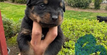Unexpected Rottweiler puppies need a new home