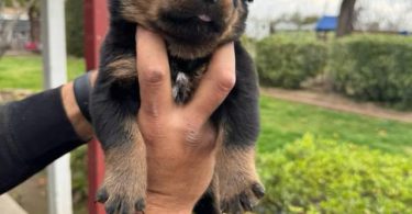 Unexpected Rottweiler puppies need a new home