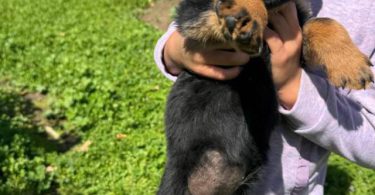 Unexpected Rottweiler puppies need a new home